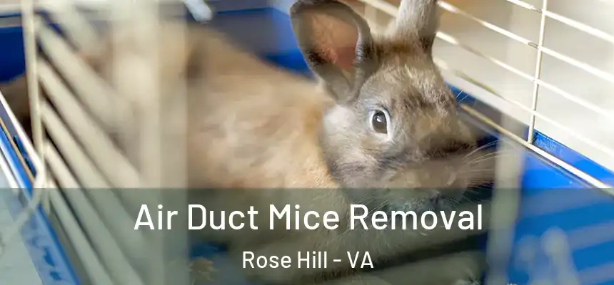  Air Duct Mice Removal Rose Hill - VA
